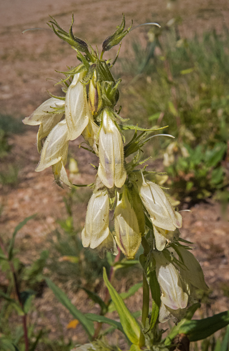 Whipple Penstemon 3.jpg